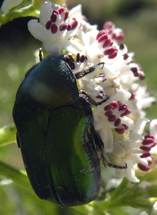 Protaetia? Cetonia aurata pisana